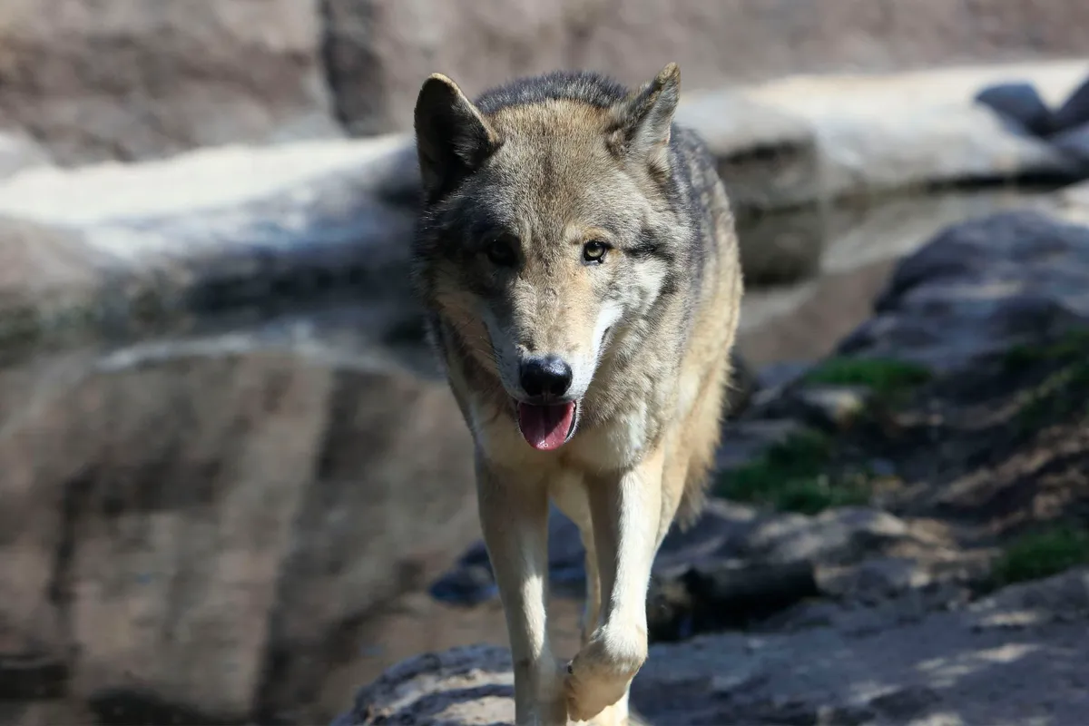 ロッキーバレー～北アメリカの動物たち～